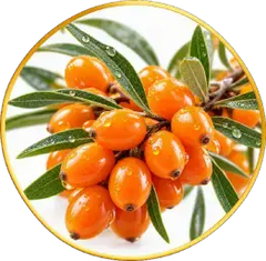 Sea Buckthorn Oil